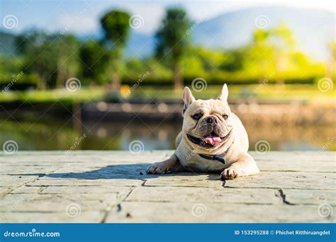 法牛犬夏天怎麼養？夏日遛狗該選清晨還是黃昏？